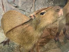-正佳雨林生态植物园