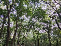 -紫金山山顶公园