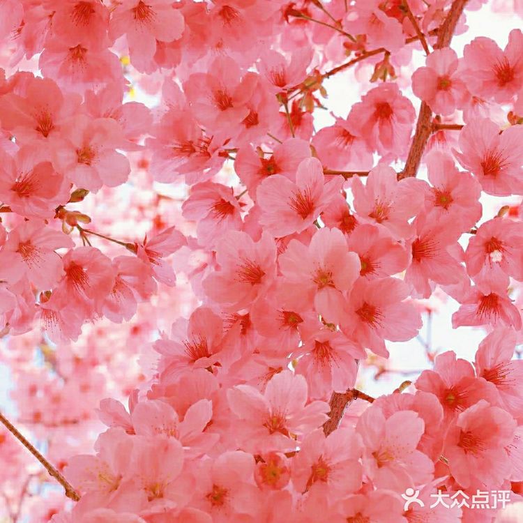 樱花季的旅行