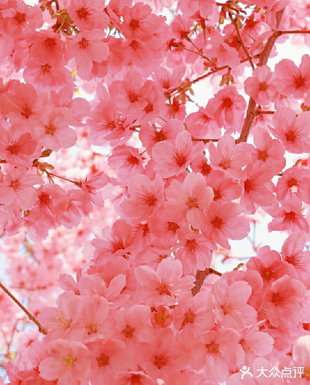 樱花季的旅行