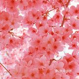 樱花季的旅行