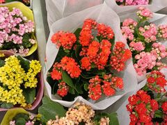 -双季花艺园艺市场(浦东店)