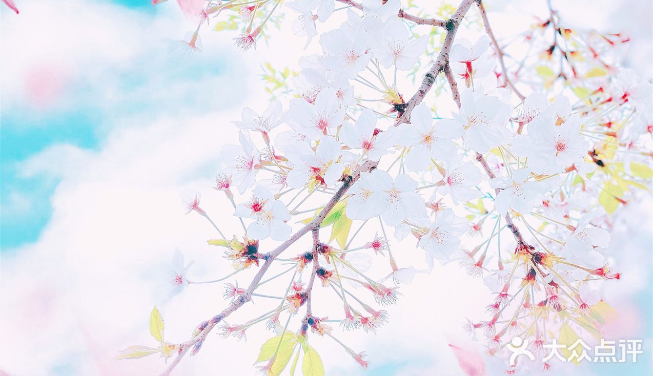 攻略 | 静安区0元不排队赏樱🌸保姆级指南建议收藏