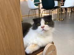 -飞行喵MR PILOT|猫舍·猫咖(静安大融城店)