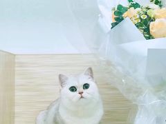 -糯米喵星人总部直营旗舰店·猫舍·幼猫出售