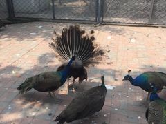 -长白岛森林公园