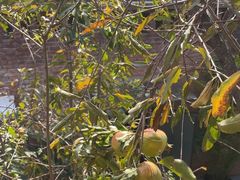 -羊门客在·烤盐池滩羊·川菜