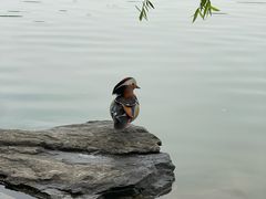 -皇家御河游(紫御湾码头)