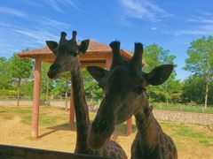 -石家庄市动物园