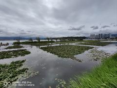-洱海月湿地公园