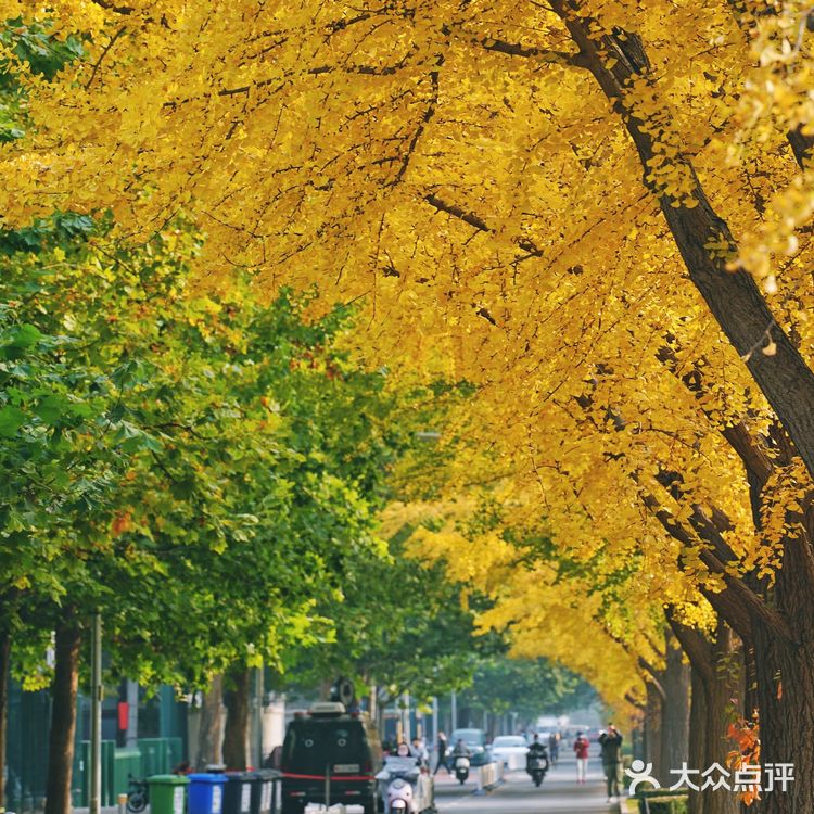 北平之秋｜银杏季｜东直门外大街