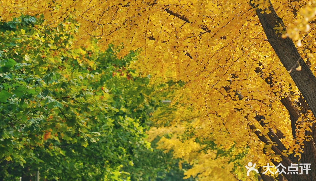 北平之秋｜银杏季｜东直门外大街