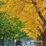 北平之秋｜银杏季｜东直门外大街