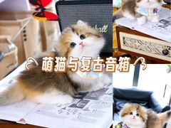 -欣宠猫屋·矮脚拿破仑·蓝金金渐层