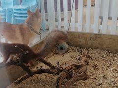 -怪兽屋·羊驼·猫咖·狗咖(俊华广场店)