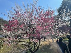 -杭州植物园