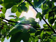 -樱桃山旅游景区