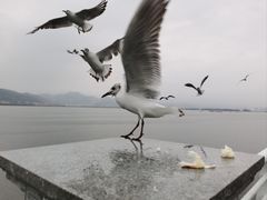 -海埂大坝