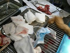 -暖阳宠物医院·犬猫康复中心·骨科