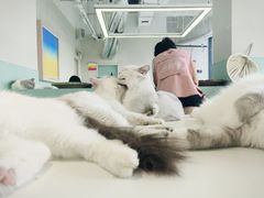 -怪兽屋·羊驼·猫咖·狗咖(俊华广场店)