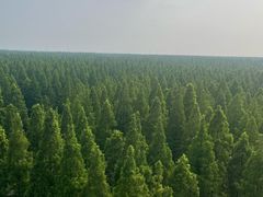 -黄海国家森林公园