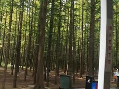 -日照海滨国家森林公园