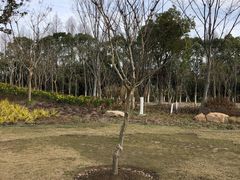 -上海长兴岛郊野公园