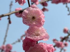 -无锡梅园公园