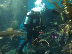 -瑞普利水族馆