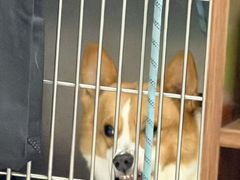 -心仪动物医院·牙专科·肿瘤·心脏科(西客站院)