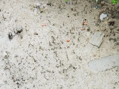 -北海金海湾红树林生态旅游区