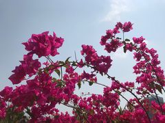 -香蜜公园