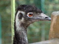 -青藏高原野生动物园