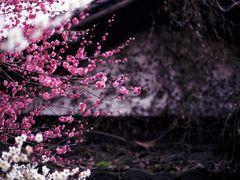 -杭州植物园
