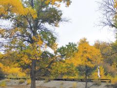 -金塔沙漠胡杨林景区