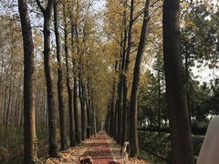 -合肥滨湖国家森林公园