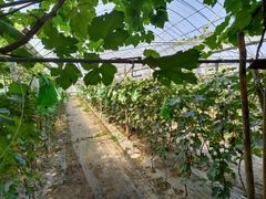 -庞各庄翠芳园西瓜蔬菜基地采摘园