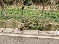 -黔灵山公园