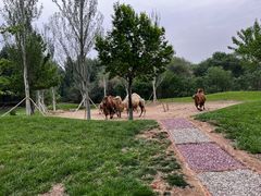 -北京野生动物园