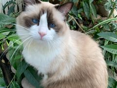 -喵屿·大理花园猫咖