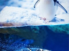 -海合安武汉极地海洋公园