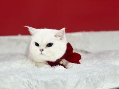 -爱洗澡的猫(天河路店)
