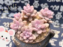 -秦美花卉(天朗·莱茵小城2期店)