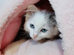 -喵喵咪呀布偶猫咖(春熙路店)
