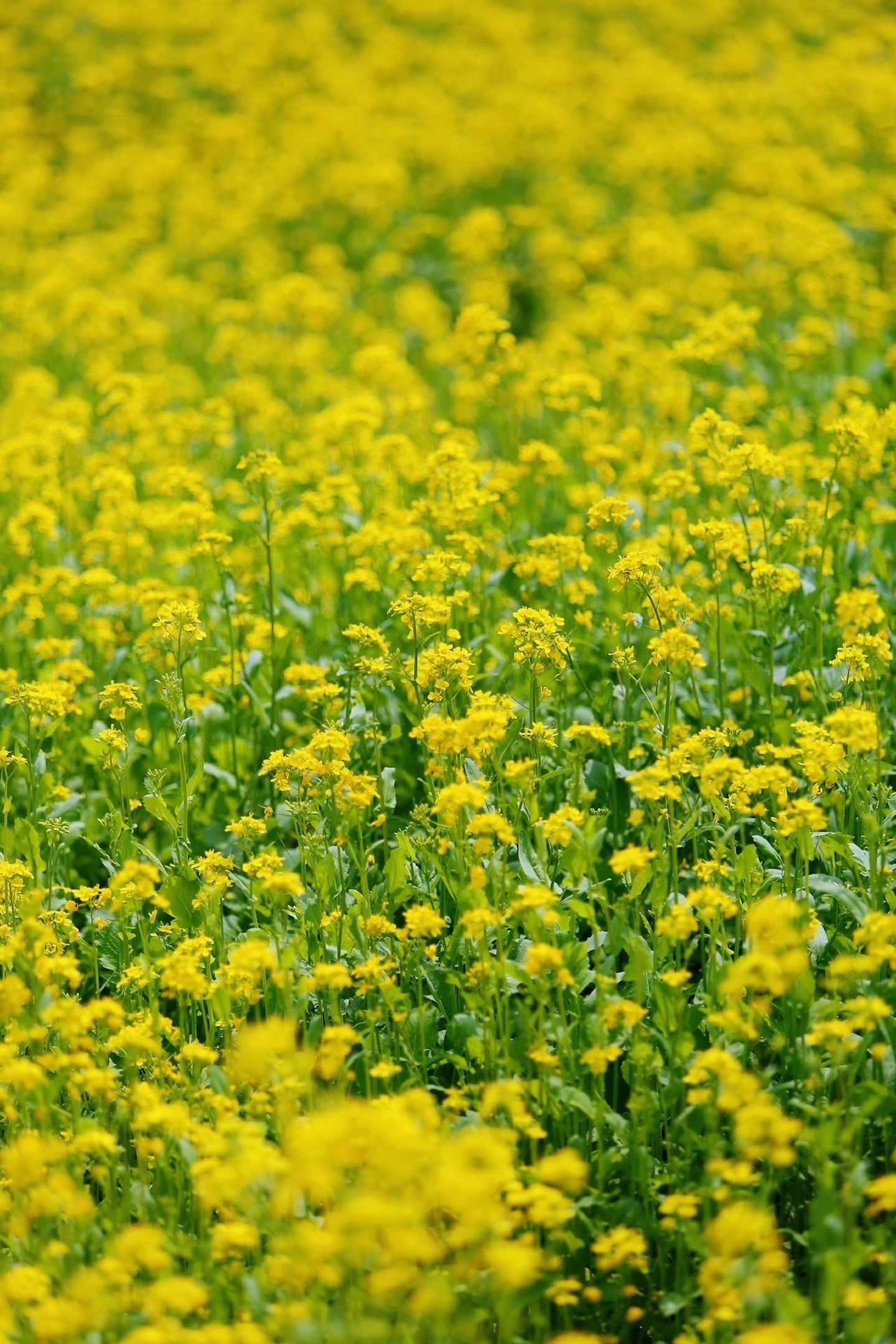 春天的色彩～油菜花