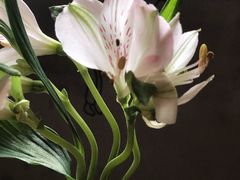 -新沙洞咖啡(泉乐坊店)