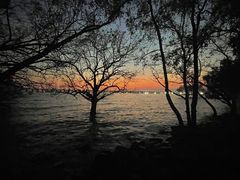 -宝安西湾红树林湿地公园