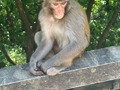 -苏州上方山国家森林公园