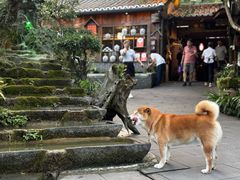 -青城甲(青城山店)