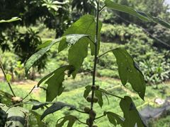 -天强农家菜馆